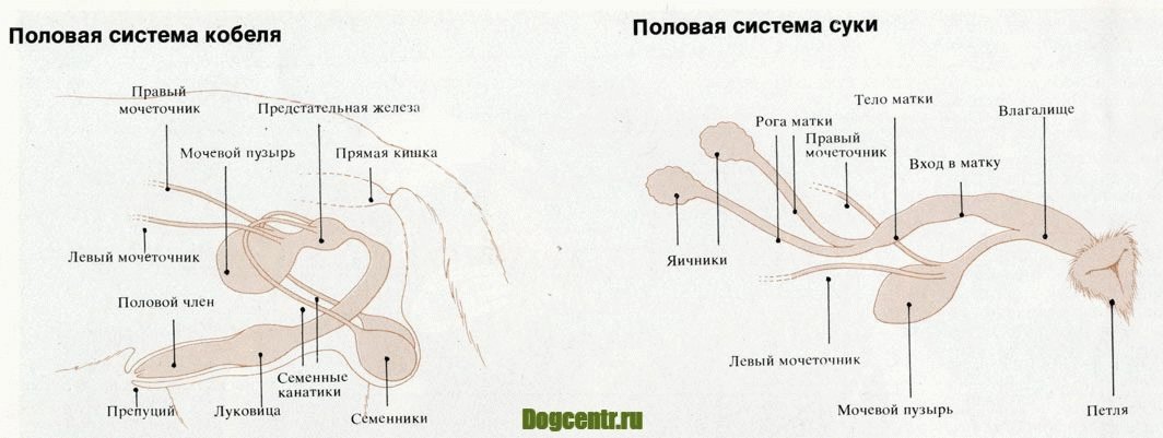 Пропадает Эрекция Во Влагалище Москва