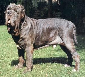 мастино собака фото онлайн мастино собака фото