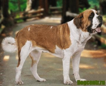 порода собак сенбернар