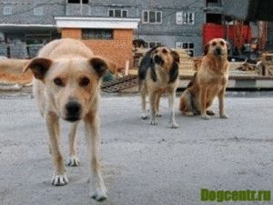 действия после укуса собаки
