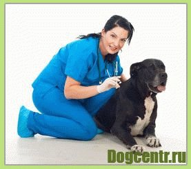 прививка для щенка