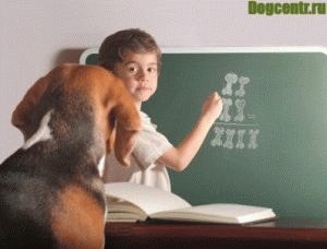 Мальчик обучает щенка