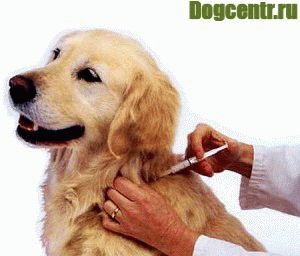 Прививки-собакам