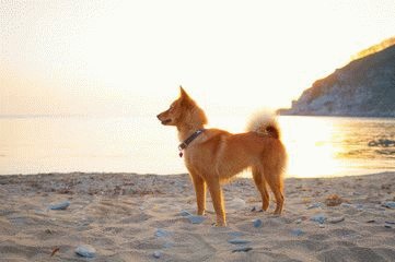 Собака Карело-финская лайка