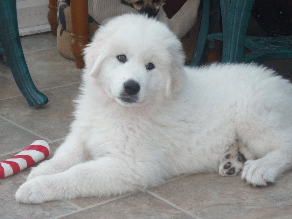 пиренейская горная собака щенок 3 месяца
