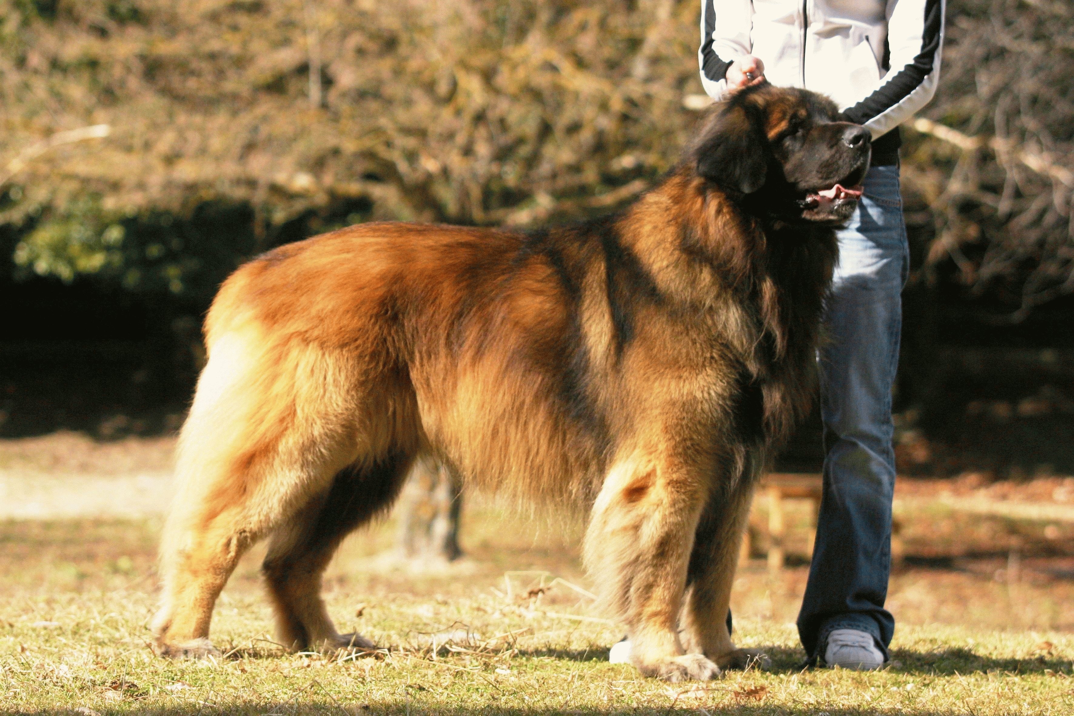 Самая крупная п. Леонбергер. Леонбергер собака. Большая собака порода Леонбергер.