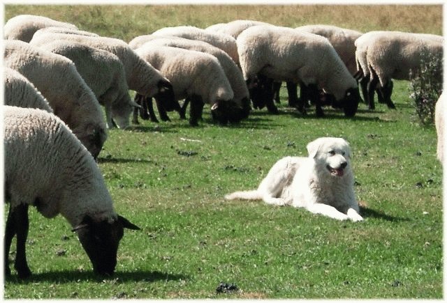 Маремма стережёт овец