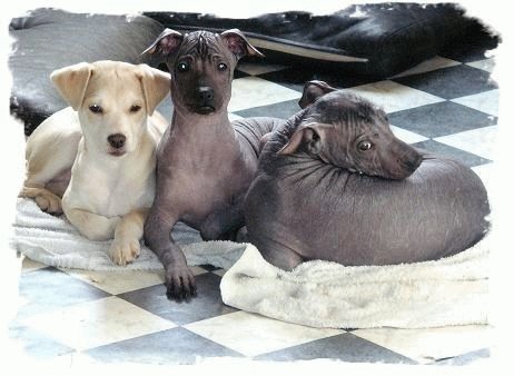 Собаки породы Перуанская орхидея инков