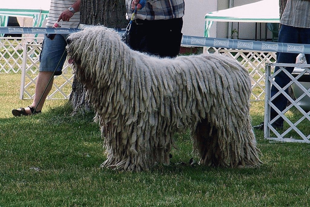 Собака Венгерская овчарка