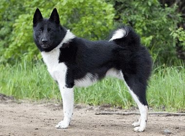 Собака Русско-европейская лайка