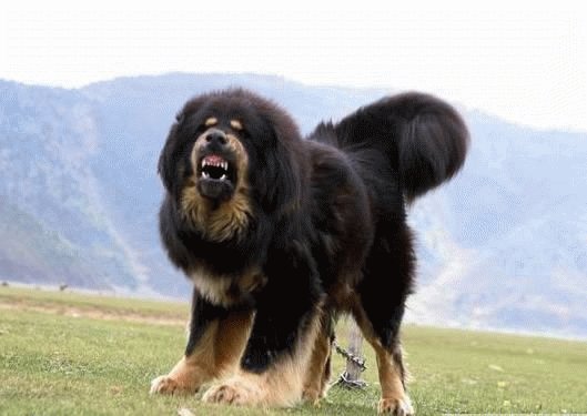 Собака Тибетский мастиф