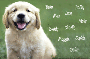 Имена для собаки