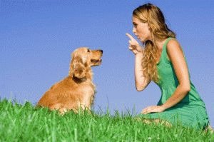 Как научить собаку команде голос