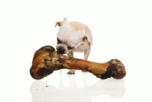 Собака и большая кость