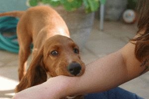 Собака укусила за руку человека
