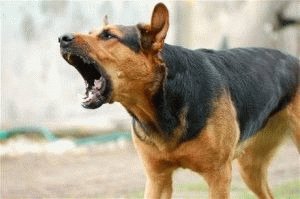 Как отучить собаку лаять