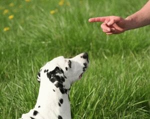 Как обучить собаку командам
