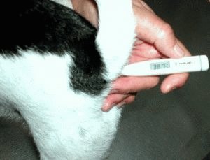 Измерение температуры у собаки