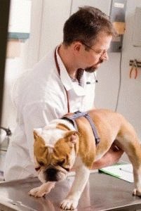 Осмотр собаки у ветеринара