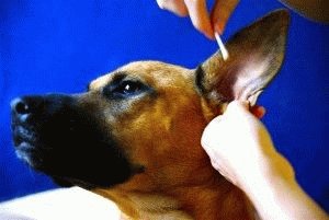 Чистка ушей собаки ватной палочкой