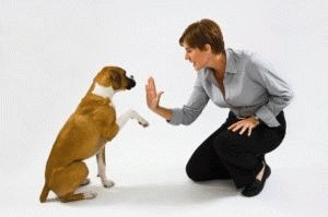 Как приручить собаку