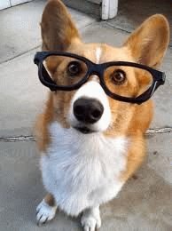 Какая собака самая умная