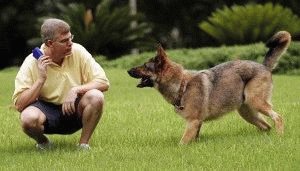 Как дрессировать собаку
