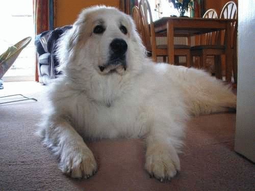 Пиренейская горная собака в доме