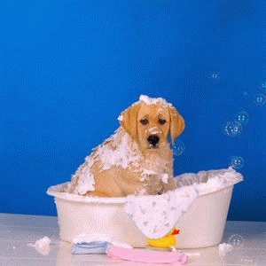 Как мыть щенка лабрадора?