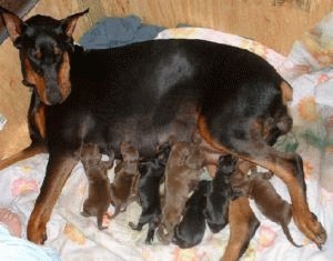 Кормление новорожденных щенков добермана