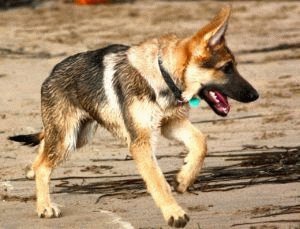 Можно ли гулять с чихуахуа если у нее нет прививки от бешенства, Можно ли гулять с собакой без прививки чихуахуа