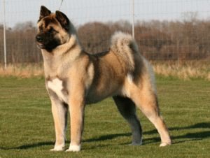 Американская акита (American Akita) или Большая японская собака